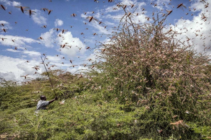 A possible plague? Locust infestations in the southern hemisphere