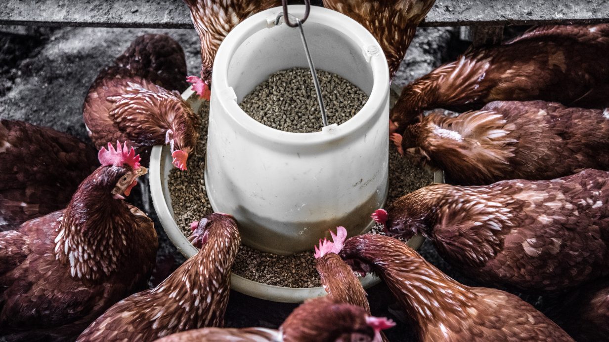 Rising cost of agricultural fertiliser and feed: Causes, impacts and government policy
