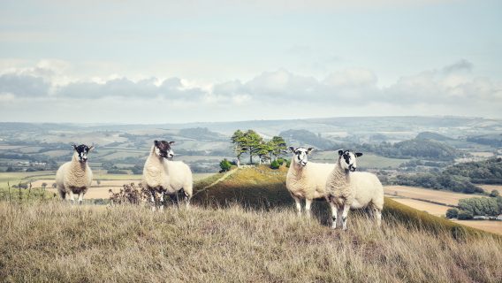 Image shows sheep on a hillside